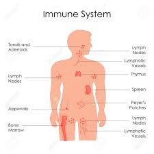 Education Chart Of Biology For Immune System Diagram In Human