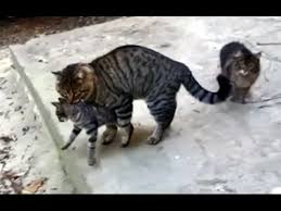 Iri Kiyim Erkek Kedi Disi Kediyi Kaciriyor Kedilerde Kiz Kacirma Youtube