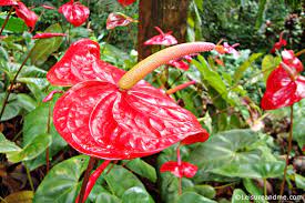 Anthurium Flower Exporters Sri Lanka Best Flower Wallpaper