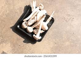 Image result for Orthosiphon schimperi