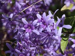 Image result for Vandellia subracemosa