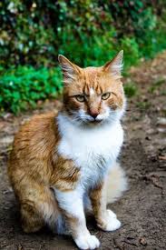 Guzel Cat Hayvanlar Alemine Hayvanlar Kedi
