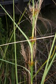 Image result for Cladium mariscus