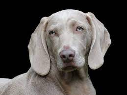 أجمل كلب بعيون زرقاء weimaraner weimaraner puppies canine