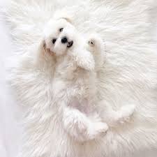 Puppy Animals Dog Tumblr Pinterest And Insta Siobhan Dolan Puppies Dog Tumblr Pets