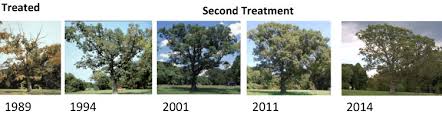 improved tree health