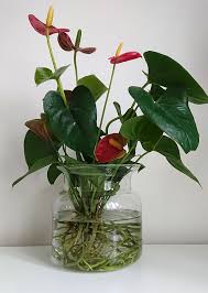 Apr 13, 2021 · gerbera daisies are relatively simple to grow outdoors, but growing gerbera daisies indoors can be tricky. How To Grow Houseplants In Water Our House Plants