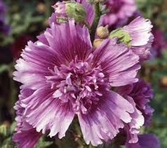 Image result for Alcea rosea