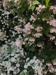 Varieties are available with flowers in shades of red, pink, and also white, all of which also attract butterflies. What Is This Pink Flowering Bush Found It In Someone S Garden In Toronto Ontario Canada Whatsthisplant