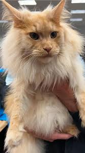 Contestant No. 6 Letsa Rebecca Stage Name: Nyuimedi Miss Pestech 2025