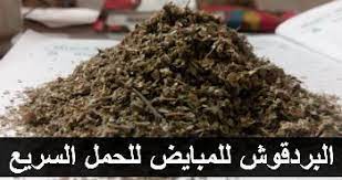 بينى فتس موقع فوائد الغذاء للصحة فائدة البردقوش للمبايض للحمل السريع لتنشيط المبايض how to dry basil herbs marjoram