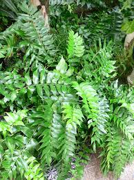 Check spelling or type a new query. Lg Japanese Holly Fern Cyrtomium Falcatum Rochfordianum Urban Tropicals