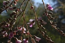 Image result for Philenoptera bussei