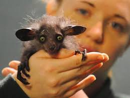 Sastre bliver hos CSC frem til 2008