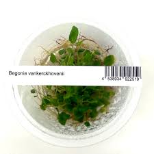 Image result for Begonia vankerckhovenii