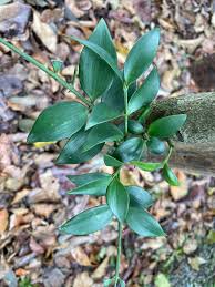 Image result for Nageia nagi