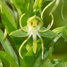 Image result for Habenaria arianae