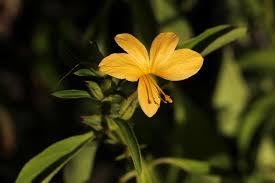 Image result for Barleria delagoensis