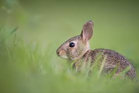 Una dintre cele mai cunoscute şi îndrăgite imagini. Peste 3 000 De Imagini Gratuite Cu Bunny Èi Iepure