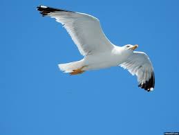 Animated Birds Flying In The Sky Gif Https Encrypted Tbn0 Gstatic Com Images Q Tbn 3aand9gcqmtksyslxydongbwku23wgimw1a5mz2g7tdq Usqp Cau