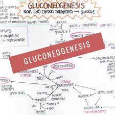 Gluconeogenesis Study Sheet Biochemistry Nursing Notes Etsy In 2021 Biochemistry Notes School Study Tips Nursing Notes
