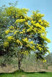 نتیجه جستجوی لغت [acacia] در گوگل