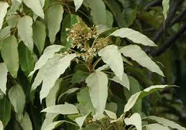 Image result for Aleurites