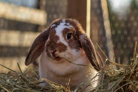 9 Reasons Oat Hay is Good For Rabbits | Blue Mountain Hay