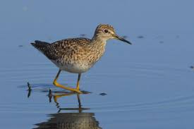 Image result for Trachypogon chevalieri