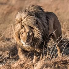 GG Conservation Glen Garriff