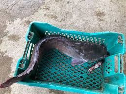 Kebiasaan yang berikutnya adalah ikan di kolam akan mengejar atau mendatangi suara ikan di kolam pemancingan memiliki sifat teritorial, maksudnya adalah ikan di kolam cenderung akan bertempat di satu lokasi saja. Greenbait Umpan Ikan Keli