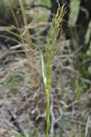 Image result for Aristida meridionalis