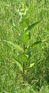 How To Tell Milkweed From Dogbane When Foraging Wild Food Foraging Edible Wild Plants Wild Foraging