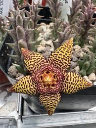 Image result for Euphorbia halipedicola