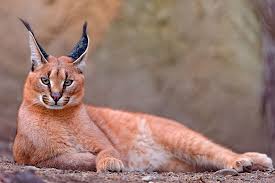 In india and persia (now known as iran), they were used to hunt birds for sport. Caracals Hd Wallpapers Free Download Wallpaperbetter