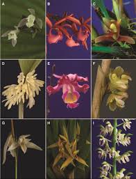 Image result for Microcharis asparagoides