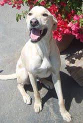 Black And White Greyhound Mix Curly The Greyhound Labrador Mix Labrador Mix Whippet Mix Greyhound