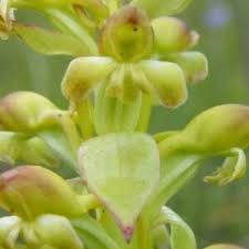 Image result for Satyrium coriophoroides