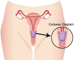 High cervix diagram menstrual cup. Locating And Measuring Your Cervix Venus Menstrual Cup
