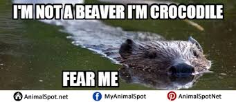 Beaver Memes Photos Animal Memes Beaver Funny Animal Memes
