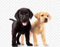 Check spelling or type a new query. Labrador Retriever Golden Retriever Puppy Dog Breed Png 650x650px Labrador Retriever Animal Breed Canadian Kennel Club