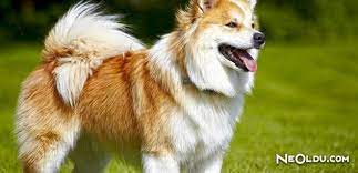 en iyi koruma kopekleri cinsleri ve ozellikleri