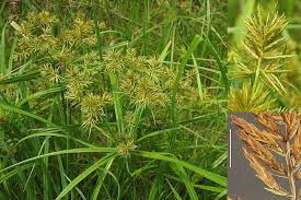 Image result for Cyperus costatus