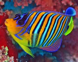 Resultat De Recherche D Images Pour Poisson D Eau Douce Colore Pesce Colorato Pesce Angelo Creature Dell Oceano