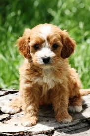 Cavoodle Cavapoo Poodle Hybrid Poodle Mix Oodle Doodle Dog Puppy Pinned By Myoodle Com Poodlepuppy Puppies And Kitties Puppies Cavapoo Puppies