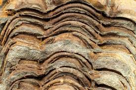 We did not find results for: Fossil Trilobite Imprint In The Sediment An Imprint Of History Fossil Trilobite In Rock Macro Detail Stock Photo Image Of Book Nature 119159090