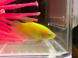 I don't have a name for him yet but have considered: Glo Betta Meet Gamma Bettas Praquatics Com Aquarium Forums By Hobbyists For Hobbyists