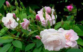All coupons deals free shipping verified. Heirloom Roses For Your Ohio Garden