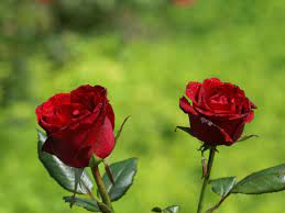 Di namakan buck roses karena bunga mawar ini di kenalkan pertama kalinya oleh seorang dokter. Alasan Mengapa Bunga Mawar Merah Sangat Populer