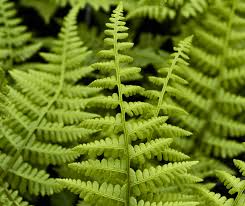 Image result for Athyrium